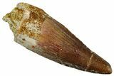 Juvenile Fossil Spinosaurus Tooth - Real Dinosaur Tooth #289839-1